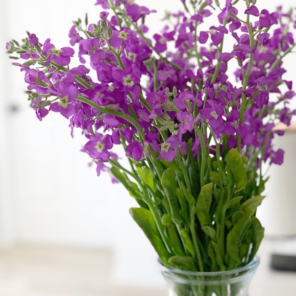 Meet your Posher, Beagle - Picture 1 of 1